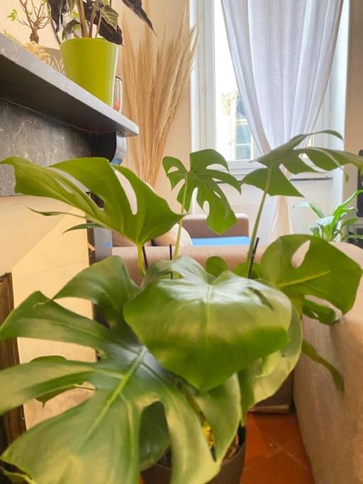 Le Jardin Secret De Nady Apartment Carcassonne Luaran gambar
